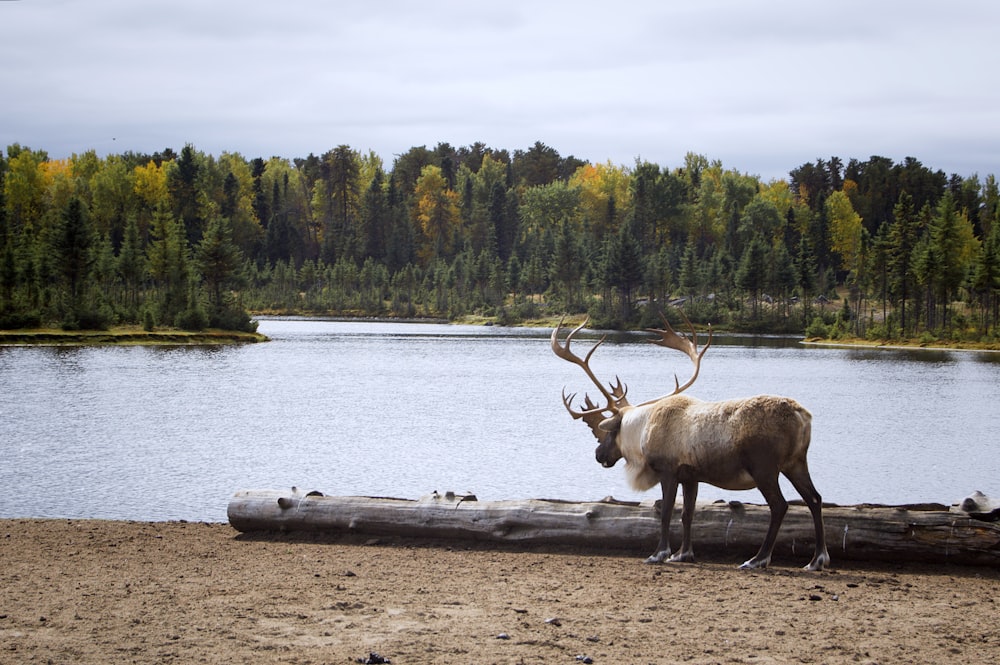 brown deer