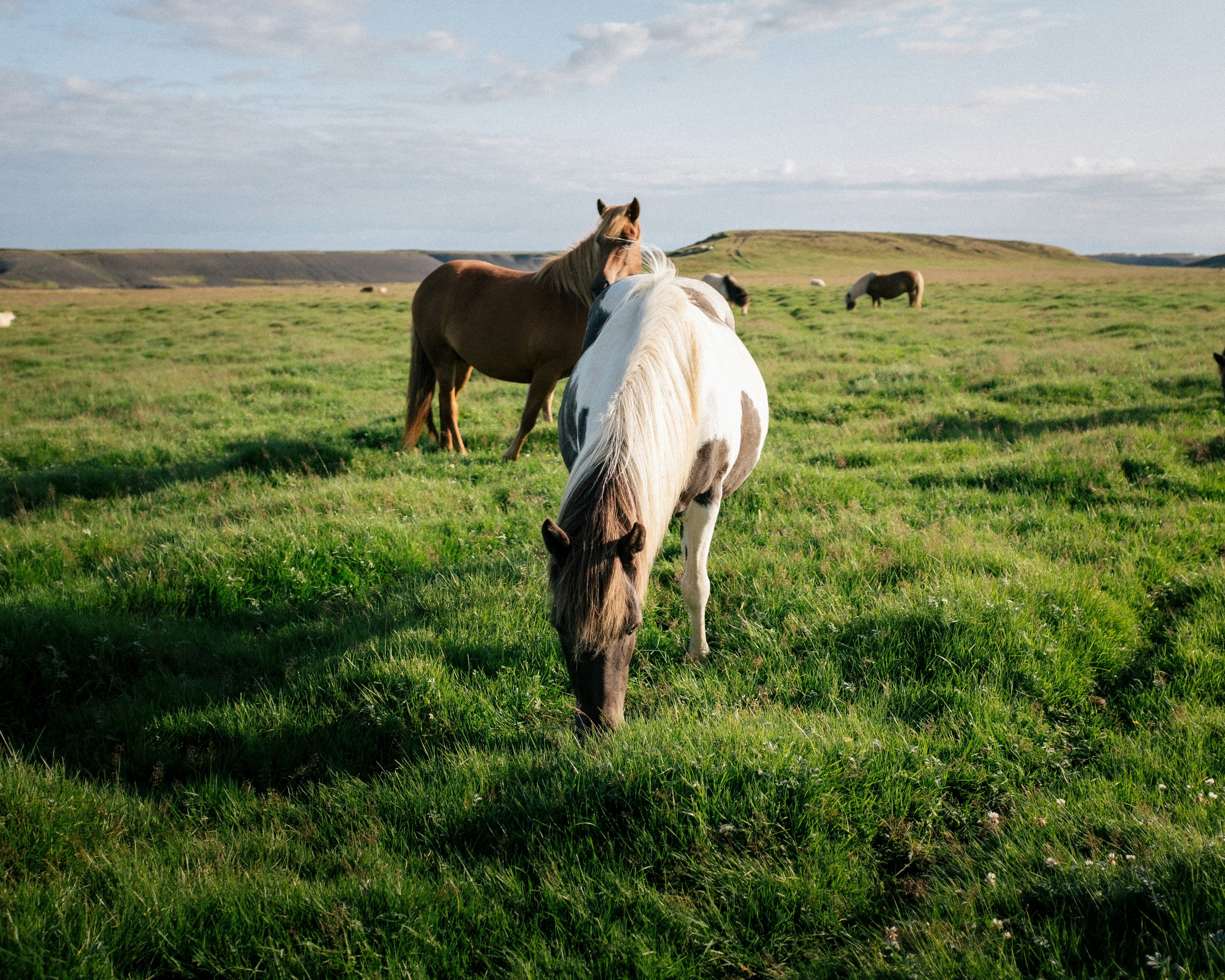 white horse eating grass on grassland