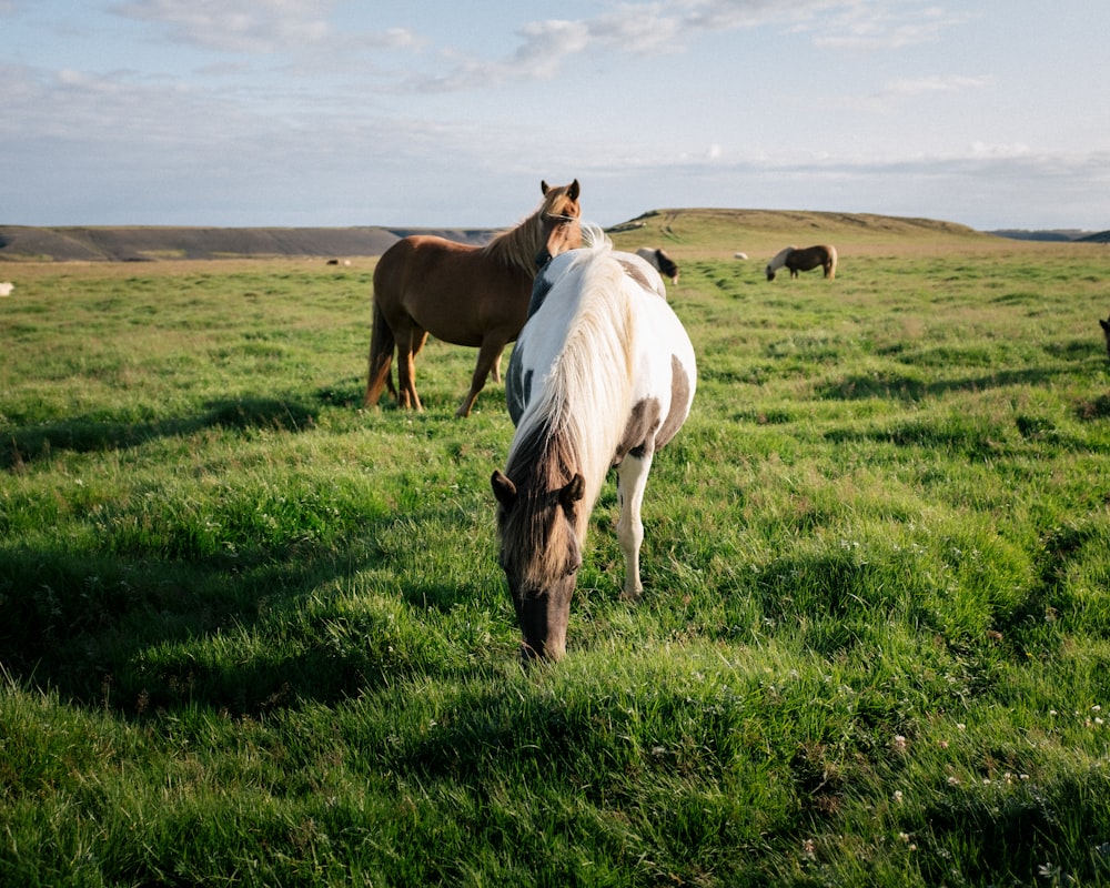 white horse eating grass on grassland