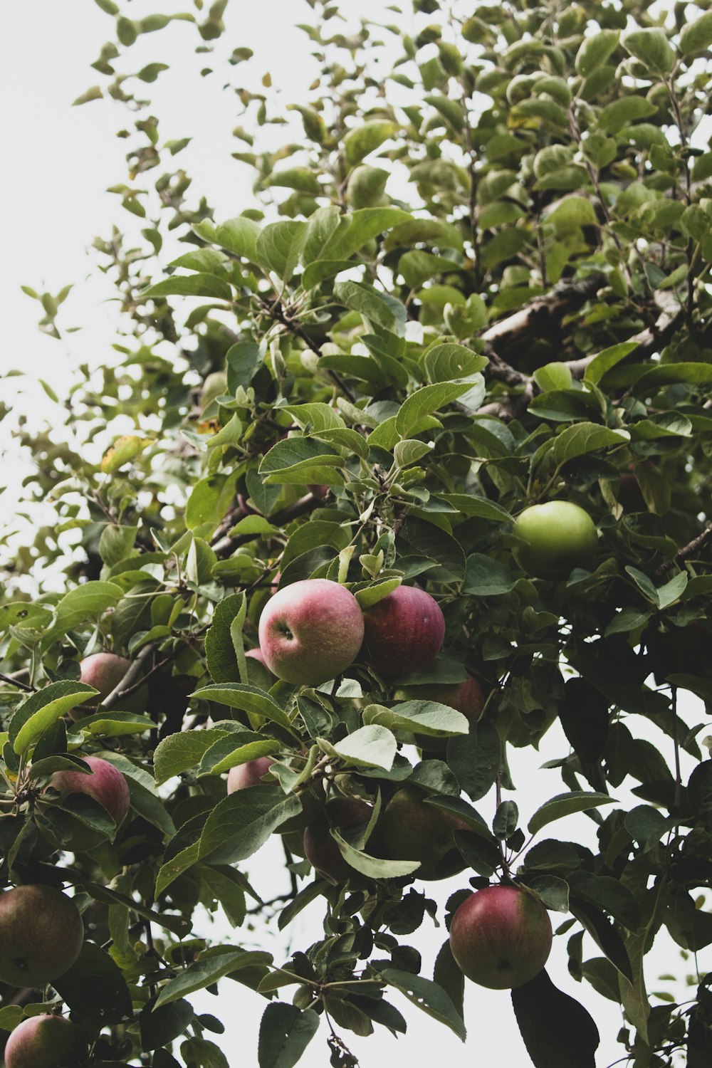 green and red apple fruits