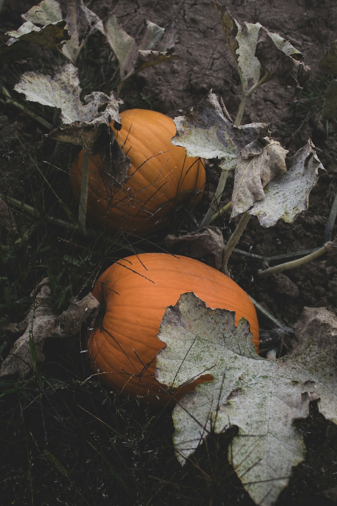 two orange pumpkins