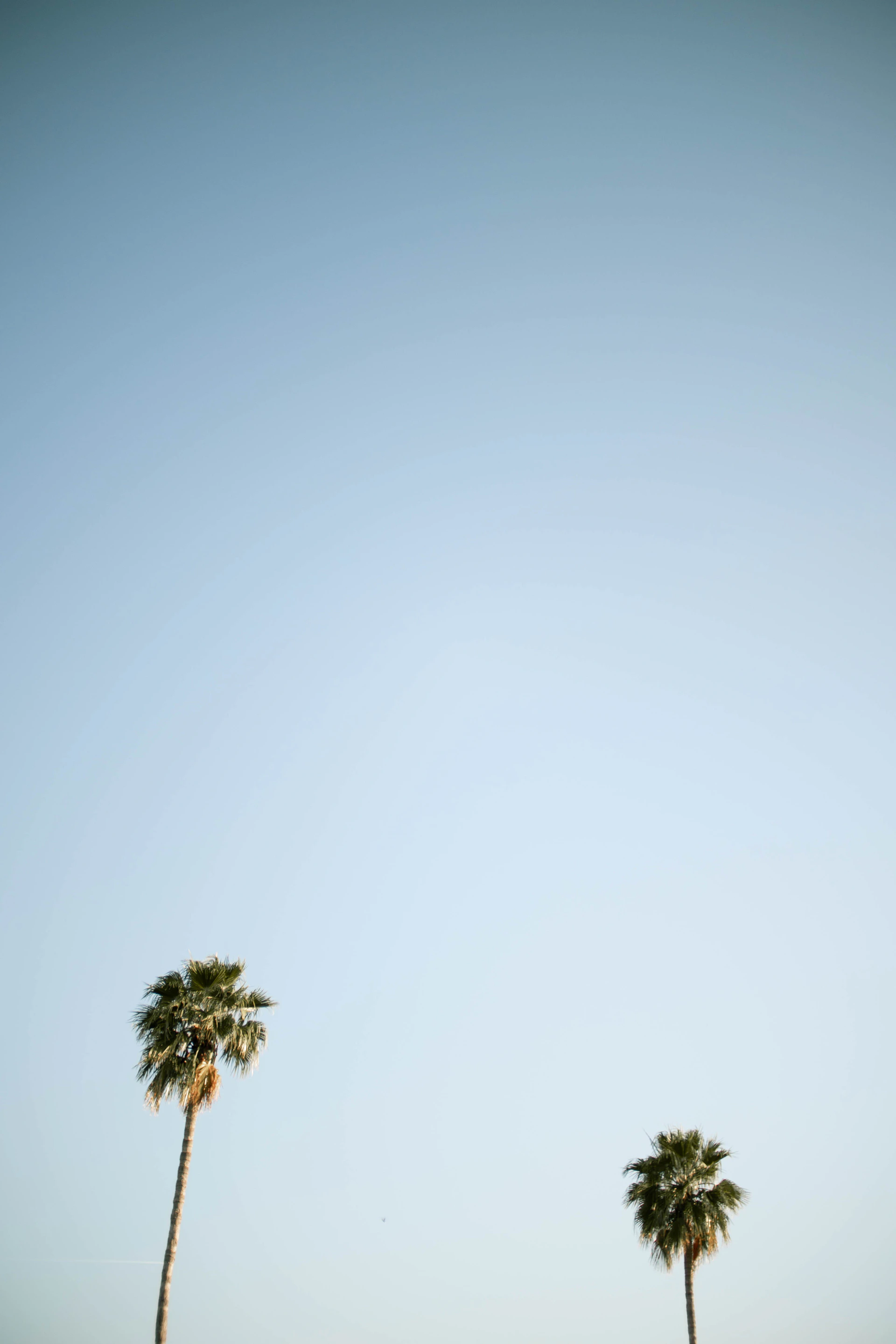 two green palm trees under blue sky