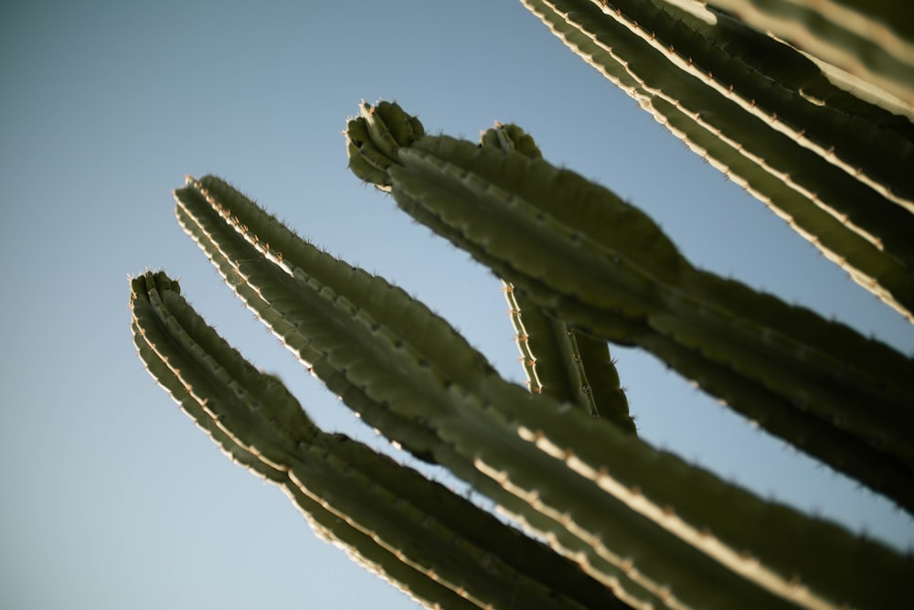 green cactus