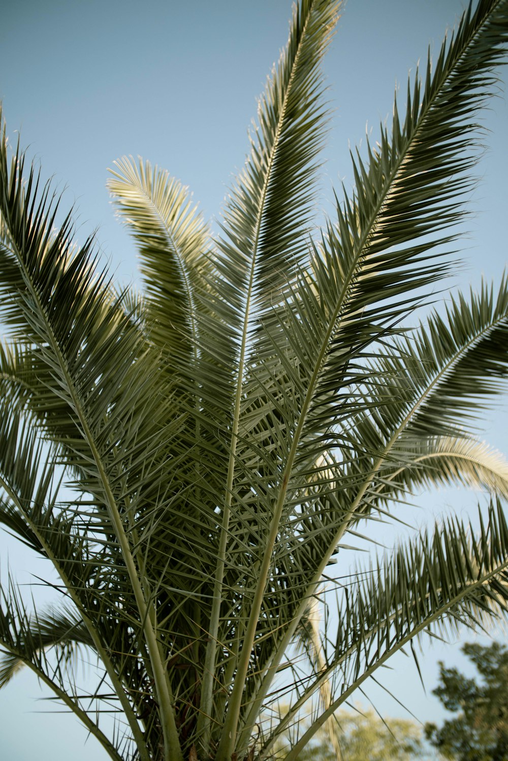 green palm tree