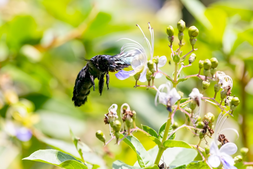 selective focus of black bee hovering on petaled flower