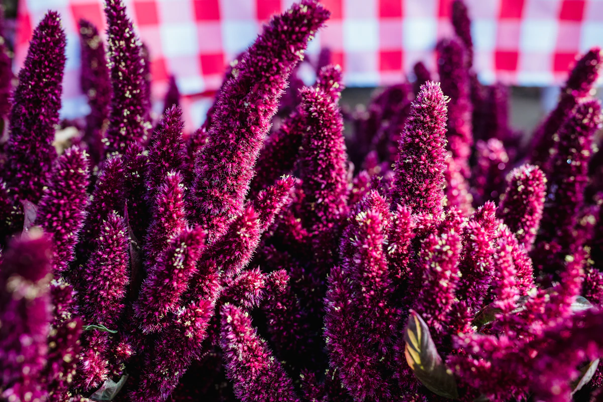 Amaranth Rajgira Ramdana Farming India — Navratri Superfood Squalene Encyclopedia