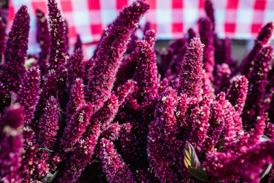 Amaranth Rajgira Ramdana Farming India — Navratri Superfood Squalene Encyclopedia