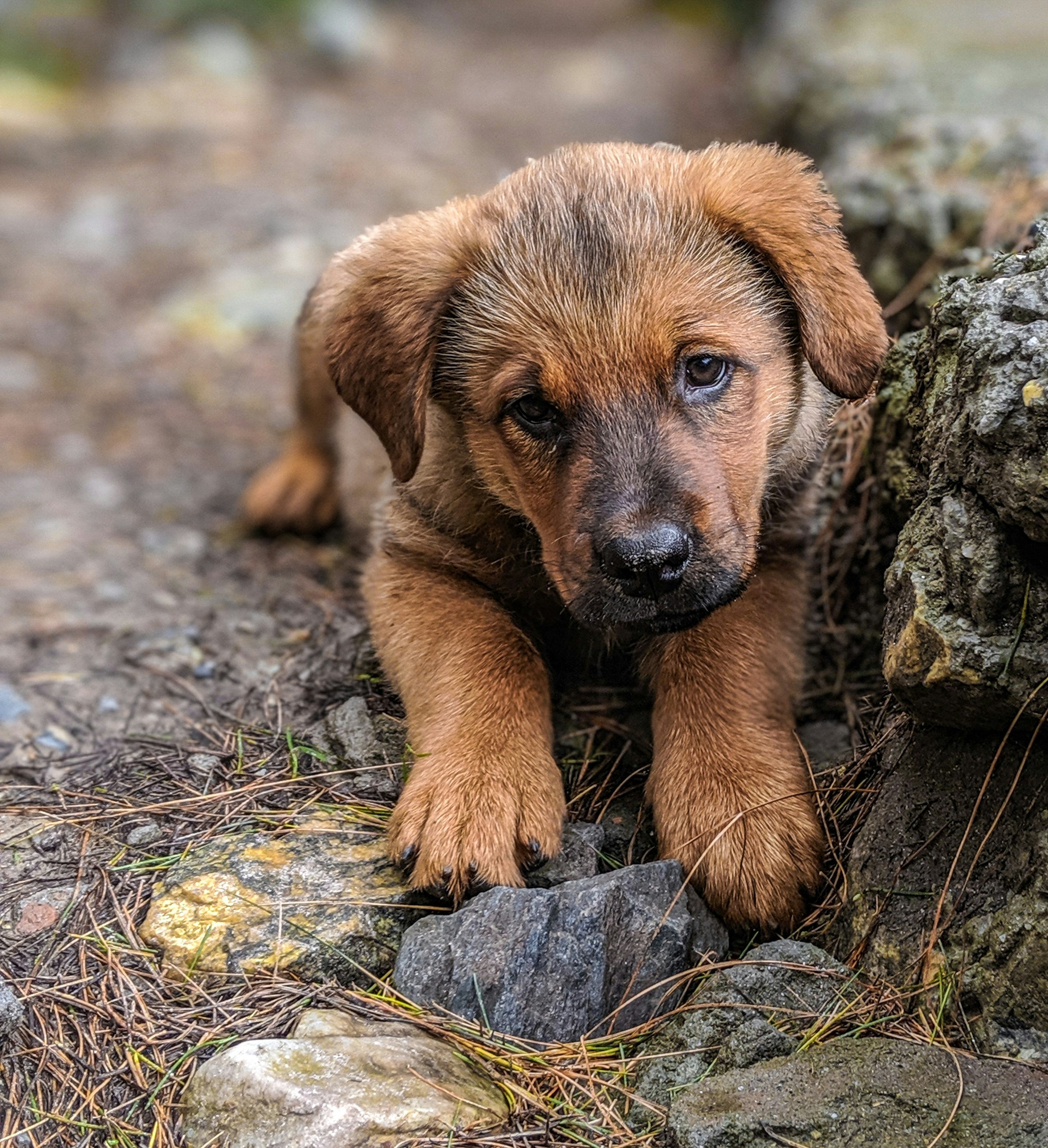 pathetic: photo of brown coated puppy
