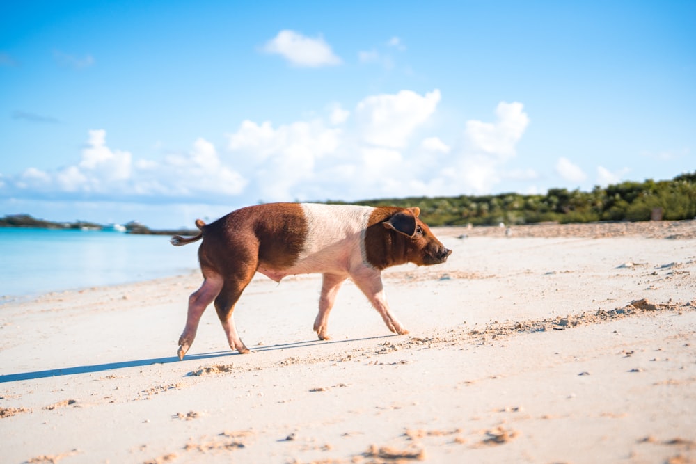 brown and white pig on shore