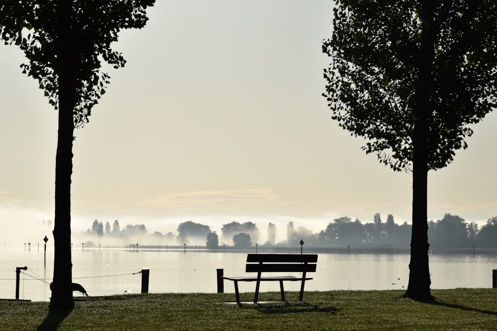 silhouette of trees