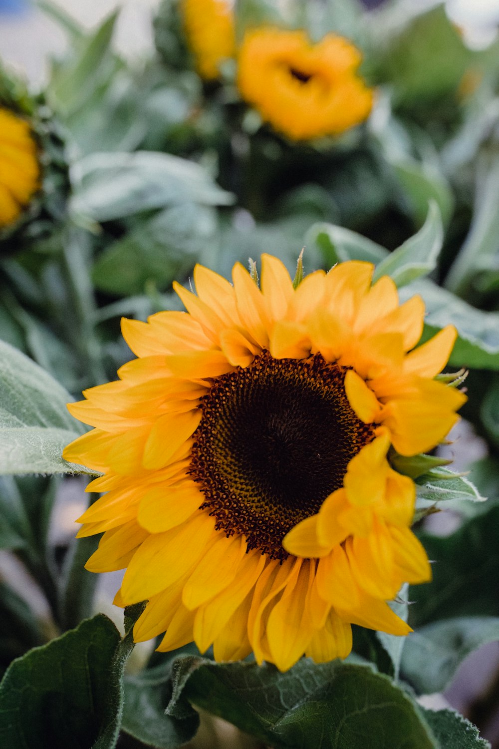 selective focus photography of sunflower