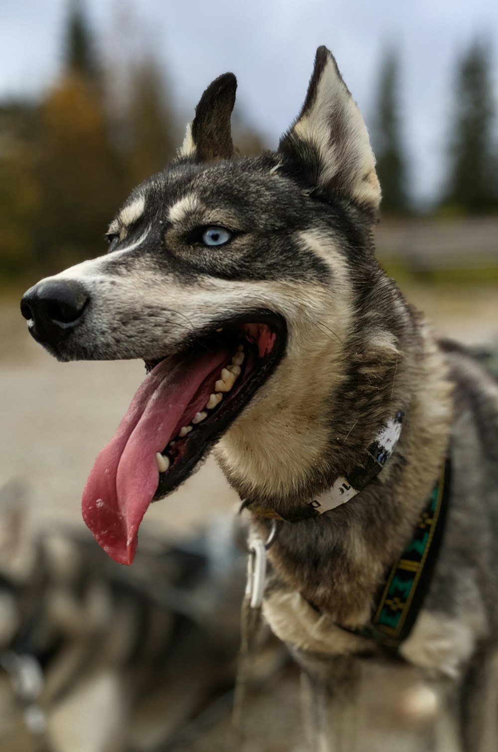 white and gray husky dog