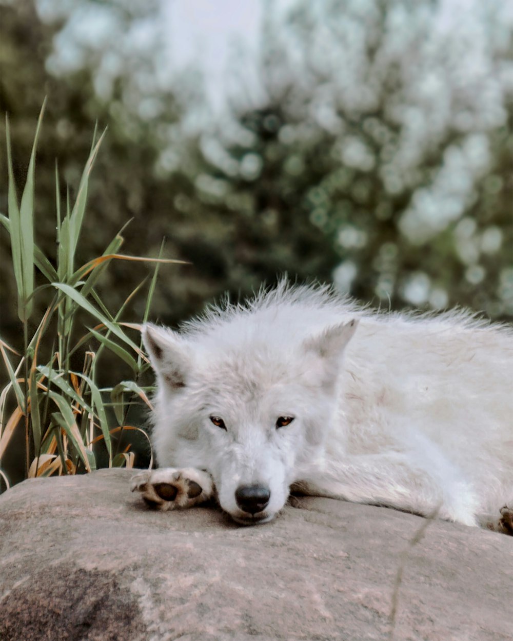 short-coat white dog on grey rock during daytime