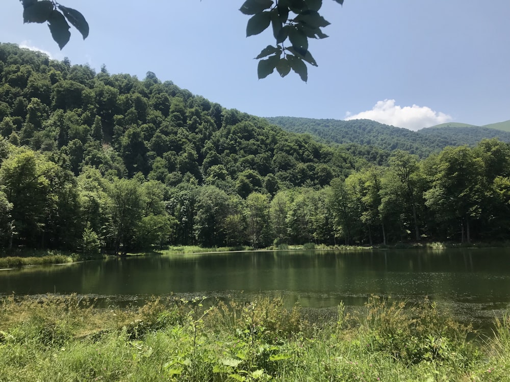 body of water near trees