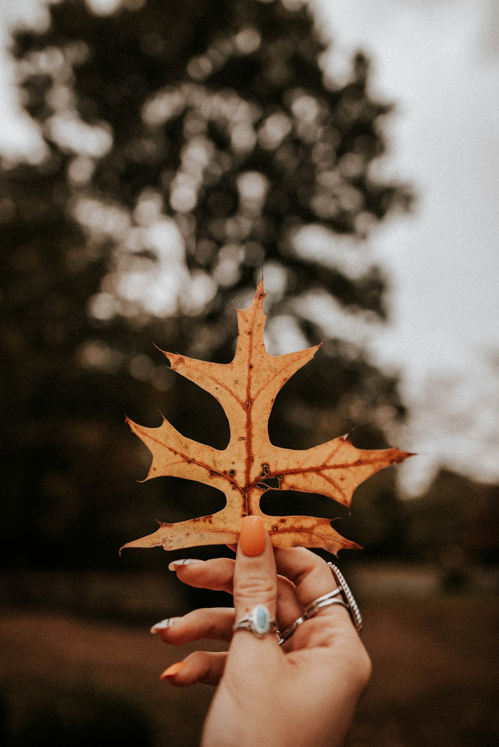 Nikon D750 + Nikon AF-S Nikkor 24mm F1.8G ED sample photo. Brown dried leaf macro photography