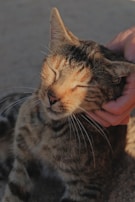 A content tabby cat being softly brushed in a calm, loving setting.