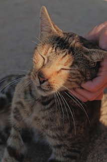 A tabby cat with closed eyes is being gently petted under its chin by a human hand, conveying a sense of comfort and contentment. The lighting is soft, highlighting the cat's fur texture and patterns.