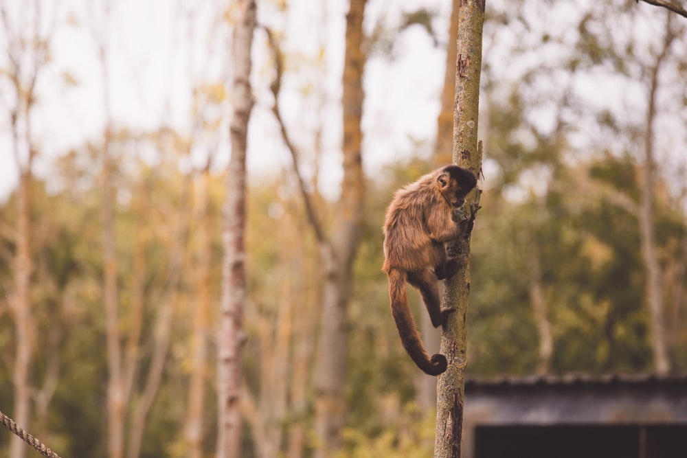 Macaco marrom e preto na casca da árvore