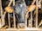 A black and white cow stands behind metal bars in what appears to be a barn or enclosure. The cow has a yellow ear tag on each ear, and some hay is visible in its mouth. The lighting is bright, highlighting the cow's features against the darker background.