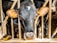 A black and white cow stands behind metal bars in what appears to be a barn or enclosure. The cow has a yellow ear tag on each ear, and some hay is visible in its mouth. The lighting is bright, highlighting the cow's features against the darker background.