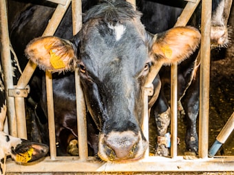 A black and white cow stands behind metal bars in what appears to be a barn or enclosure. The cow has a yellow ear tag on each ear, and some hay is visible in its mouth. The lighting is bright, highlighting the cow's features against the darker background.