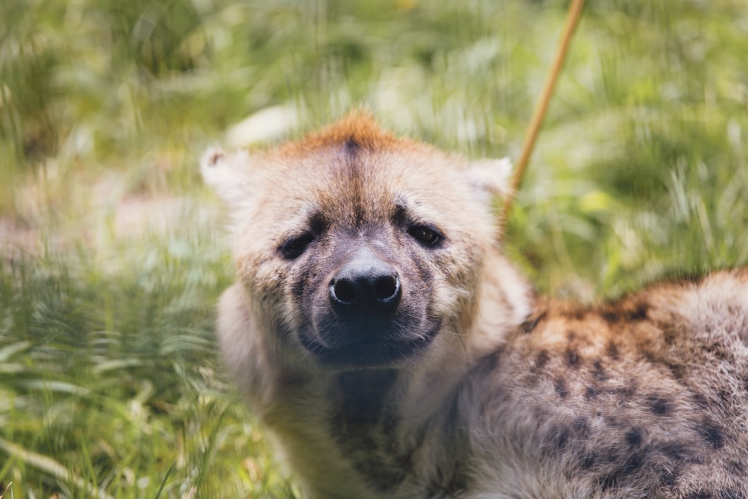 hyena on grass field