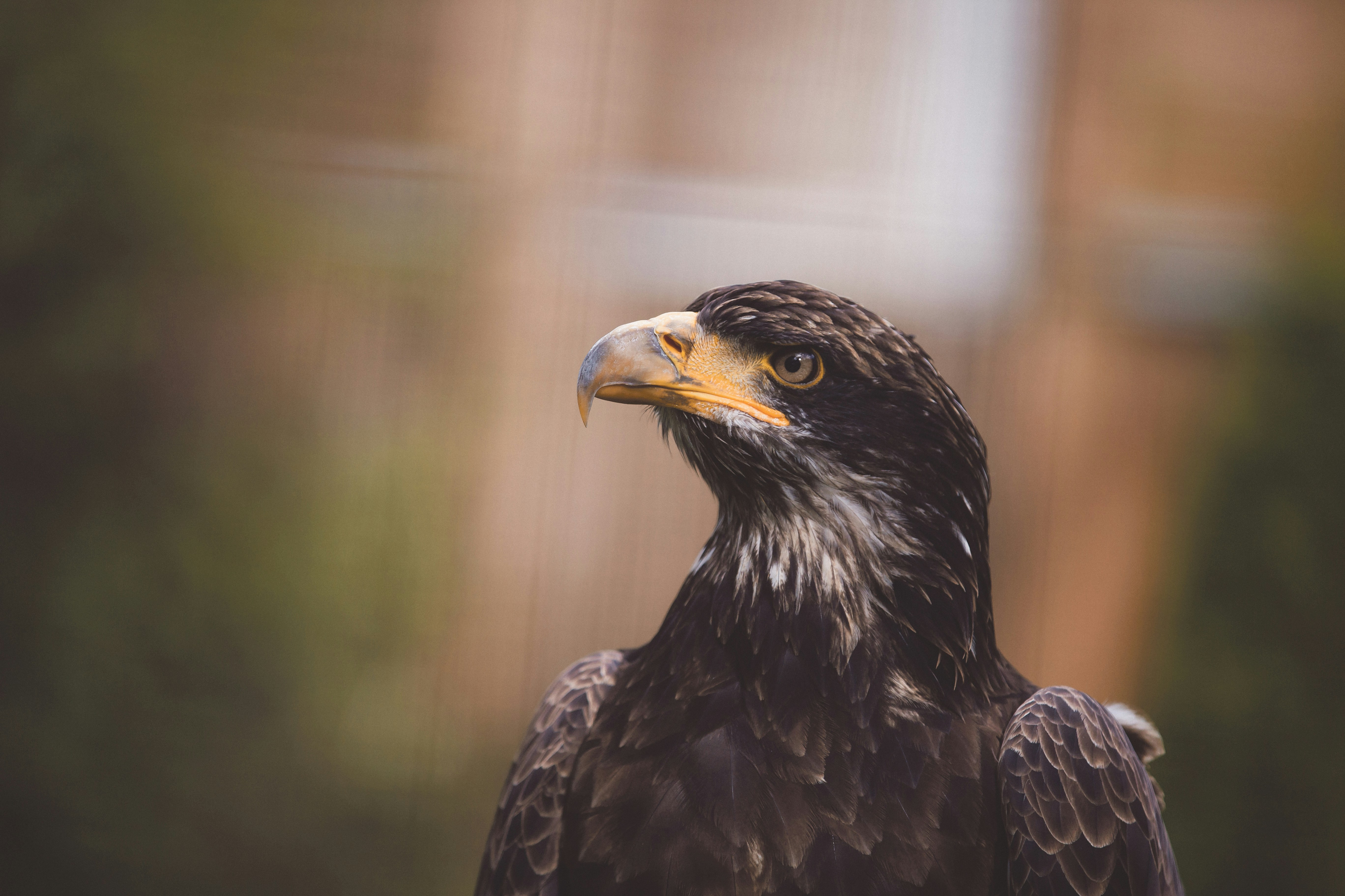 photo of black and gray American bald eagle