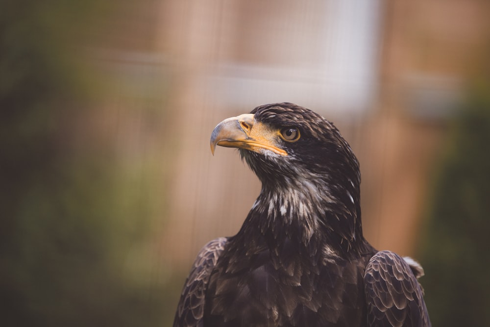 photo of black and gray American bald eagle