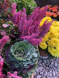 A variety of colorful flowers and ornamental cabbage are arranged in pots. Bright pink blossoms contrast with vibrant yellow flowers, while lush green leaves add depth to the composition. The gravel surface provides a neutral backdrop, enhancing the vivid colors.