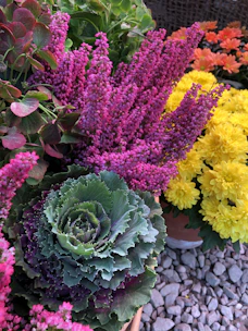A variety of colorful flowers and ornamental cabbage are arranged in pots. Bright pink blossoms contrast with vibrant yellow flowers, while lush green leaves add depth to the composition. The gravel surface provides a neutral backdrop, enhancing the vivid colors.
