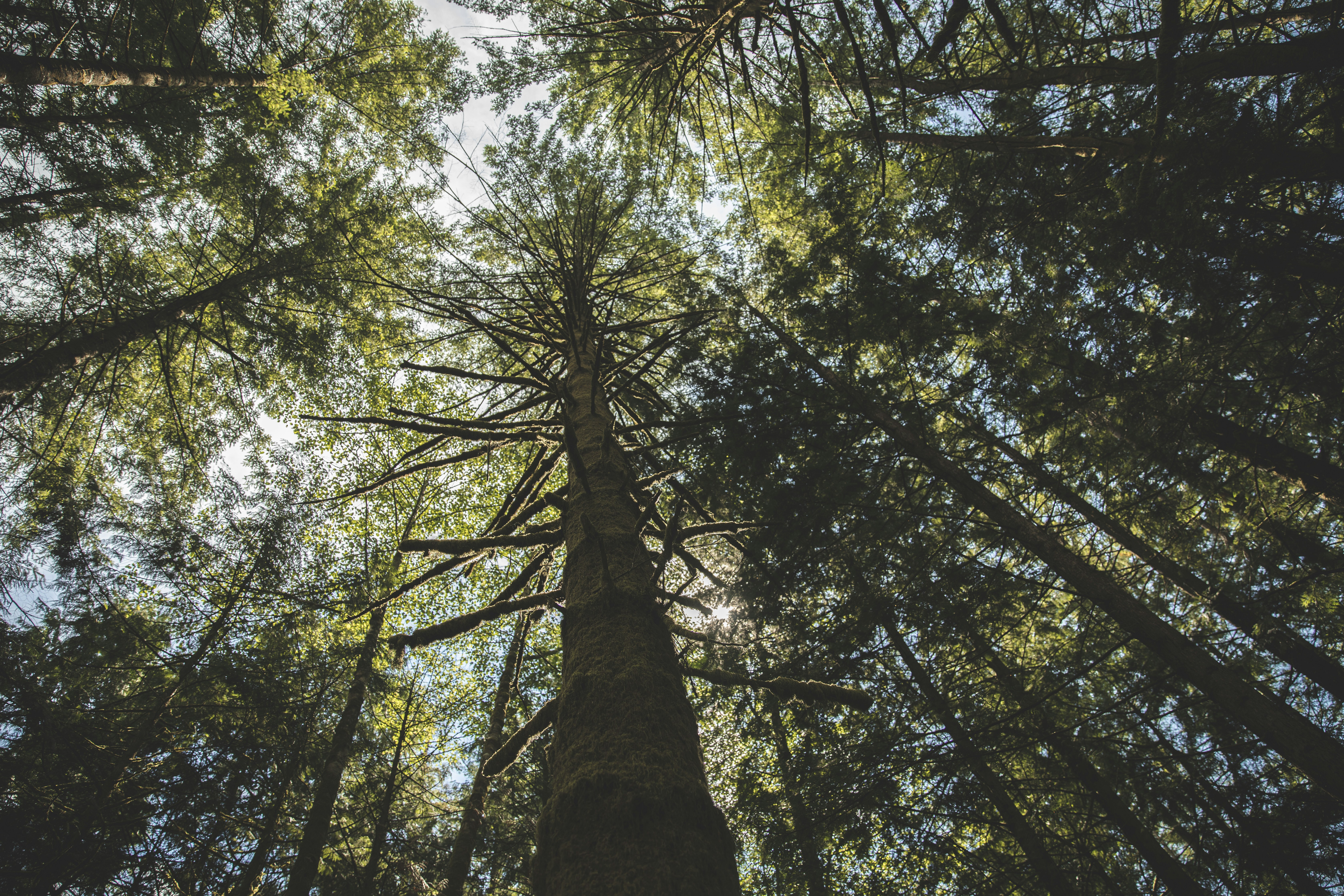 Caitlin Clark's Phenomenal Rookie Season: Setting Records and Leading the Fever to the Playoffs