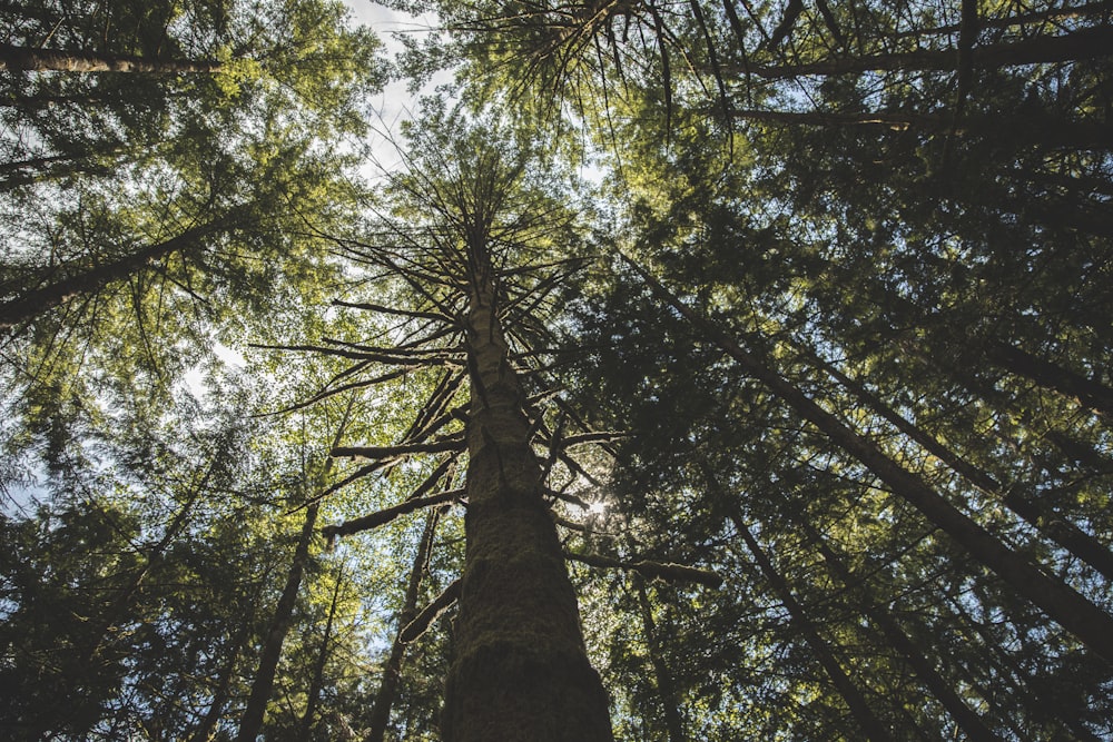 alberi durante il giorno