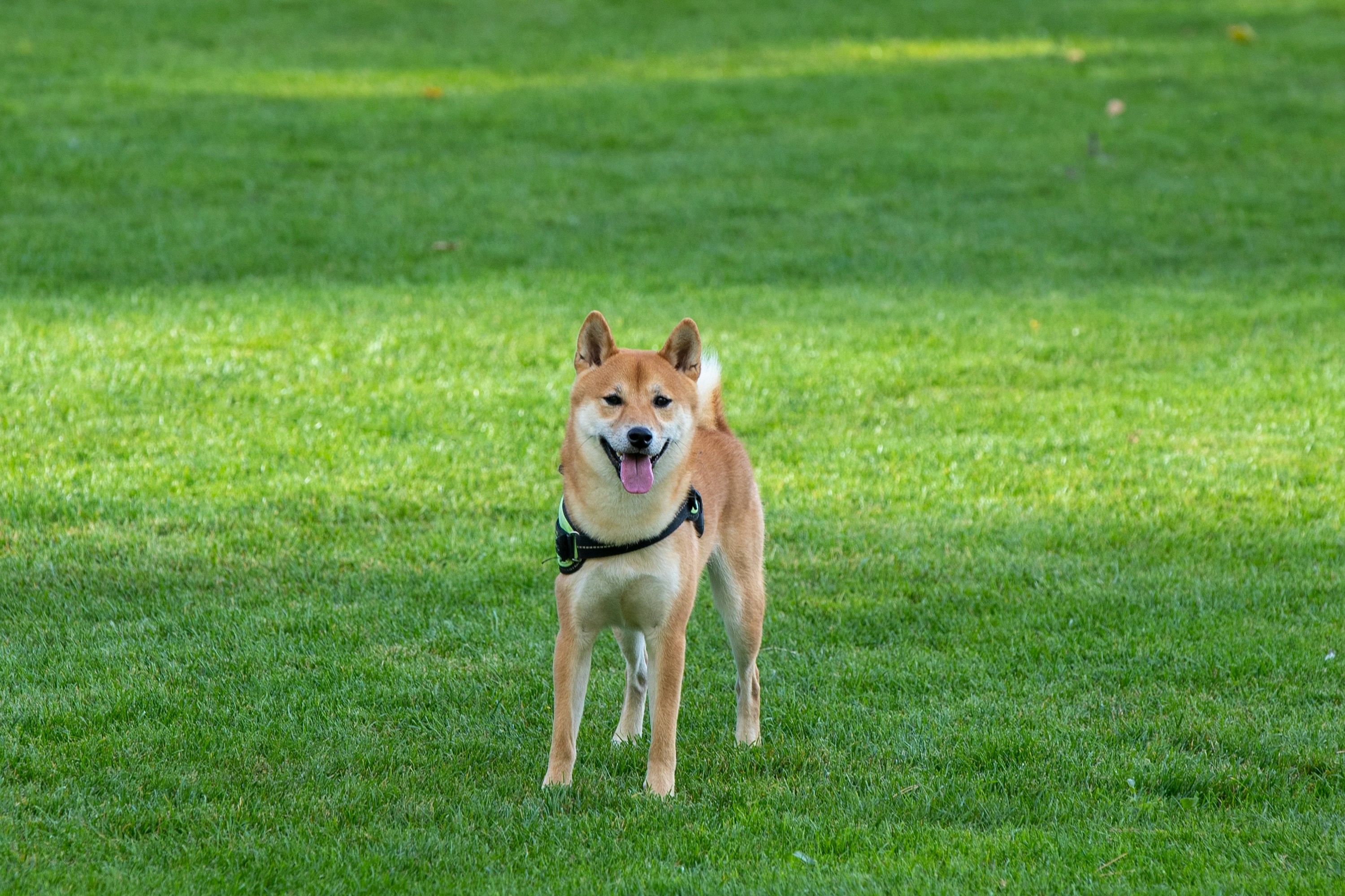 brown coated dog walking on grass field