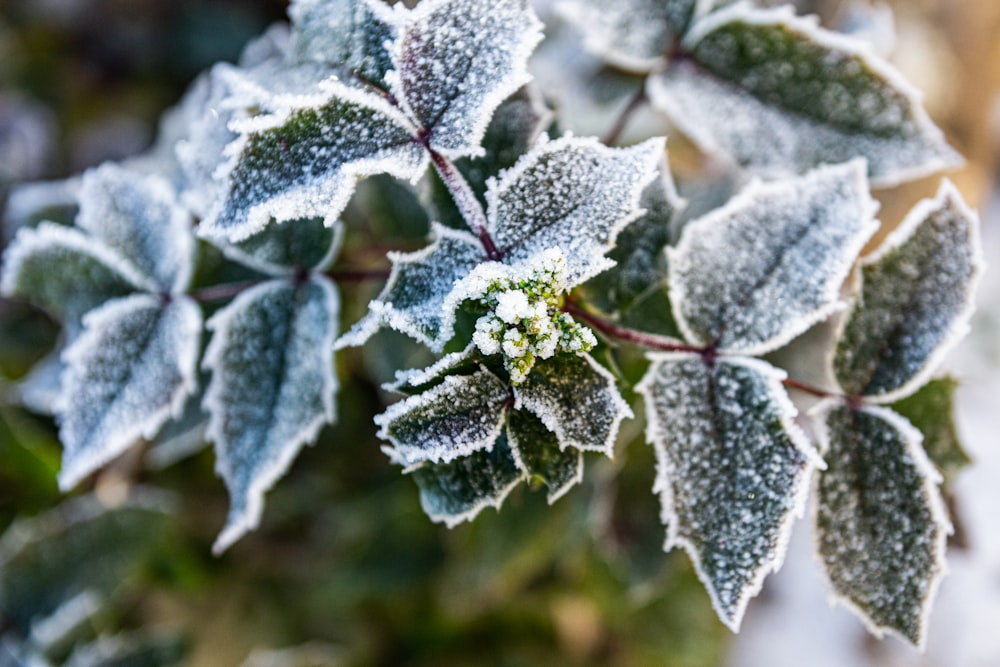 green plant with snow