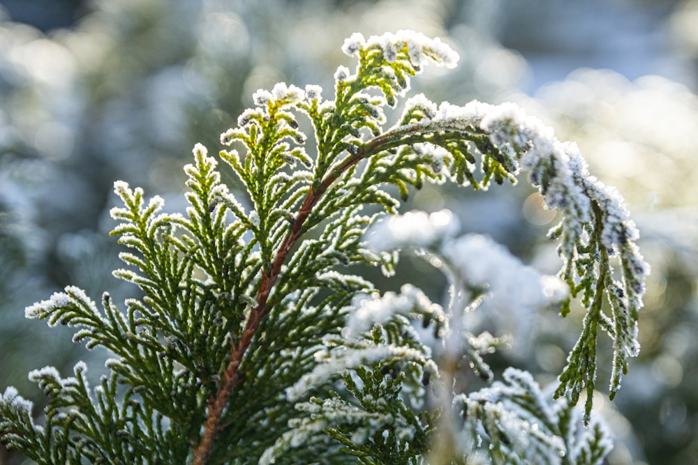 plantes à feuilles vertes