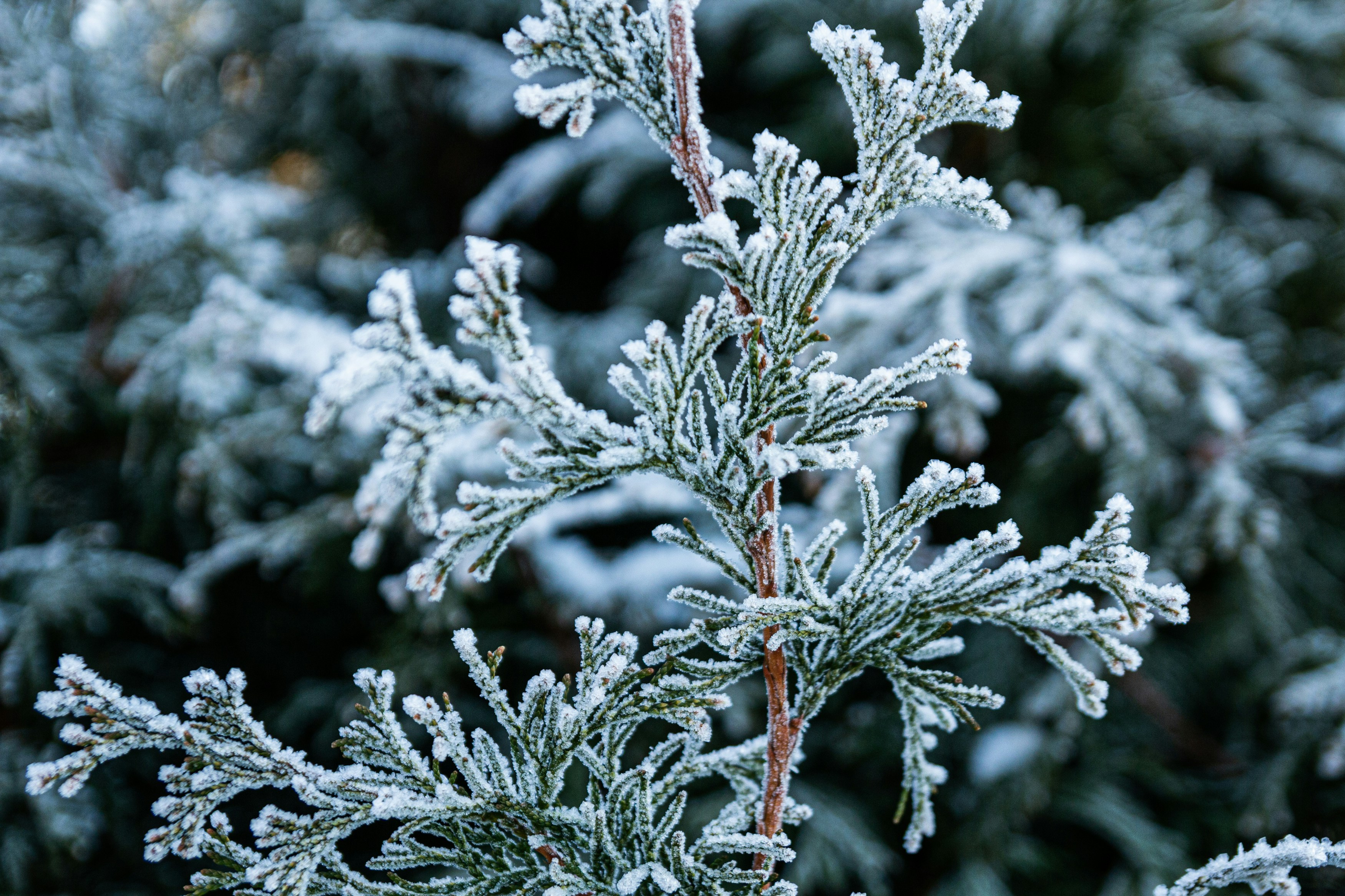 Photo by juliazolotova