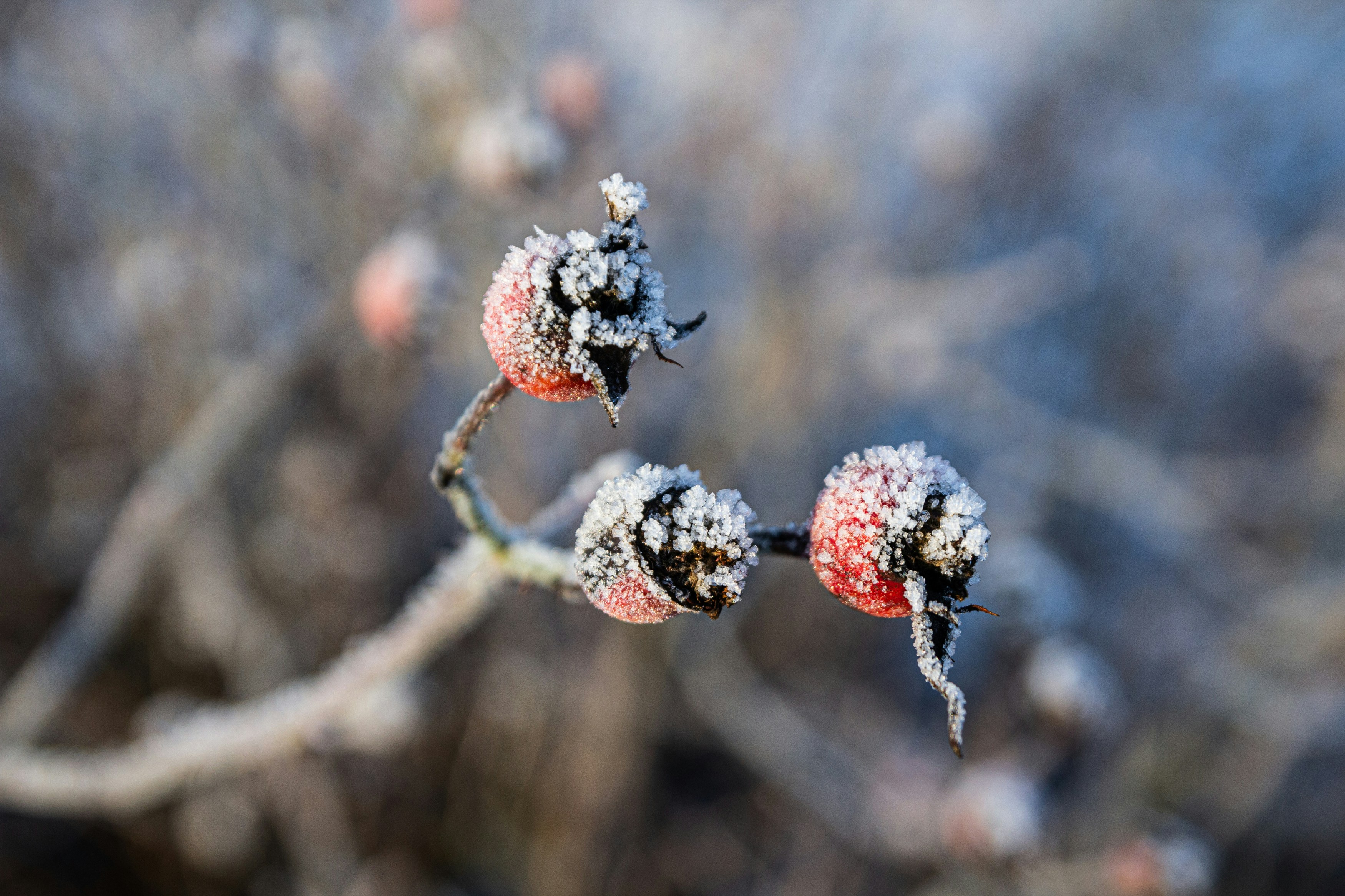 Photo by juliazolotova