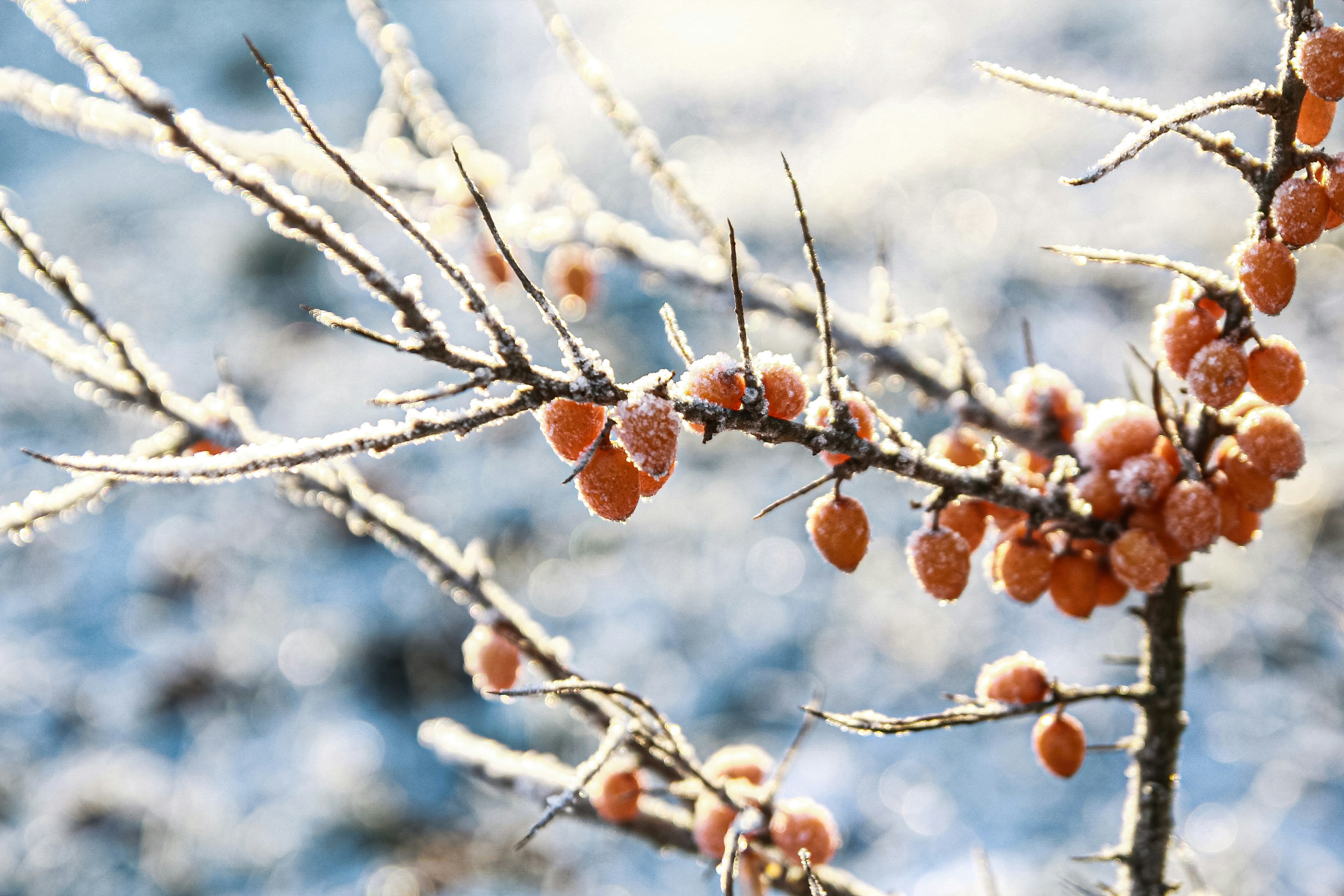 Photo by juliazolotova