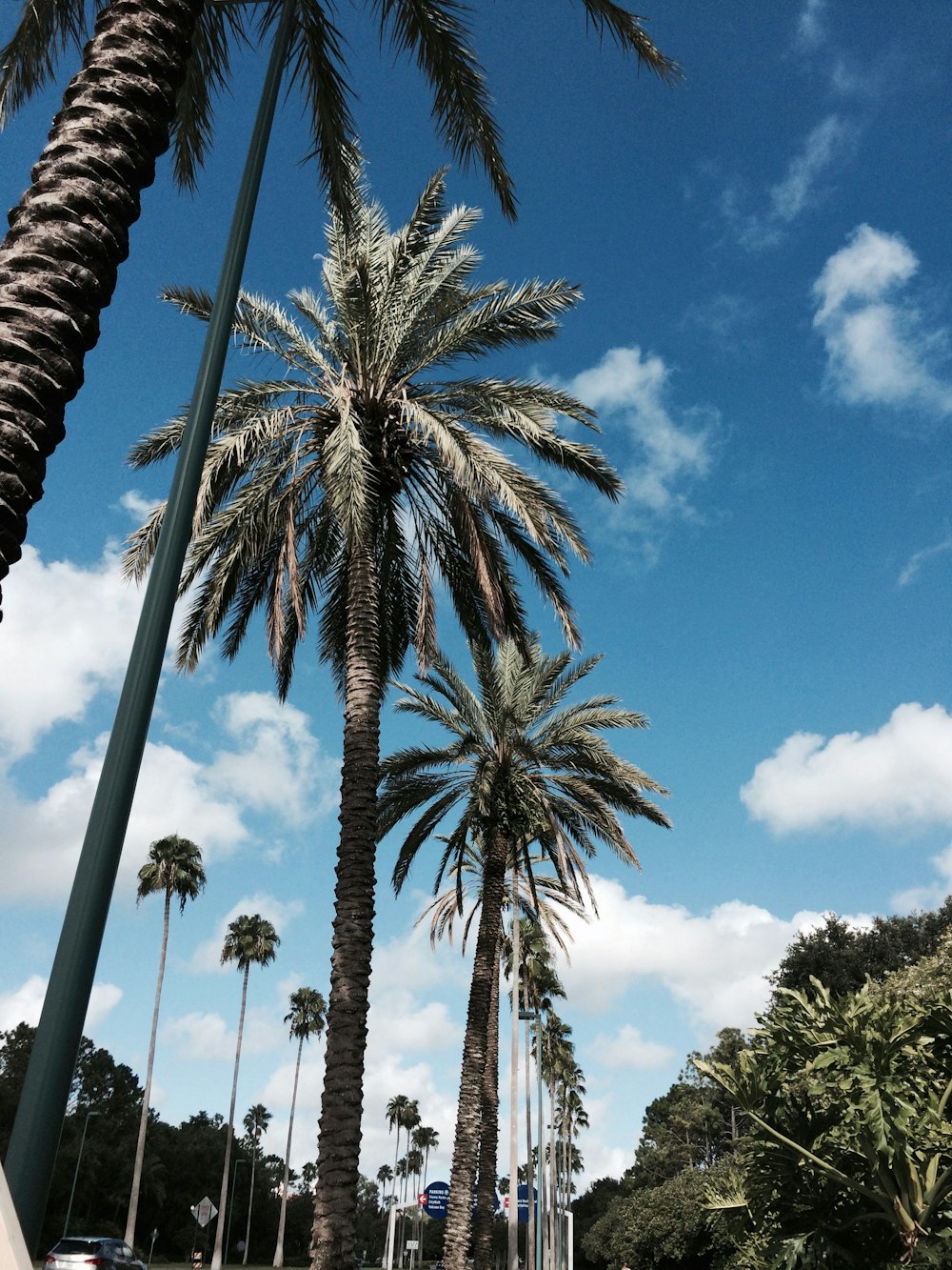 green-leafed palm trees during daytime