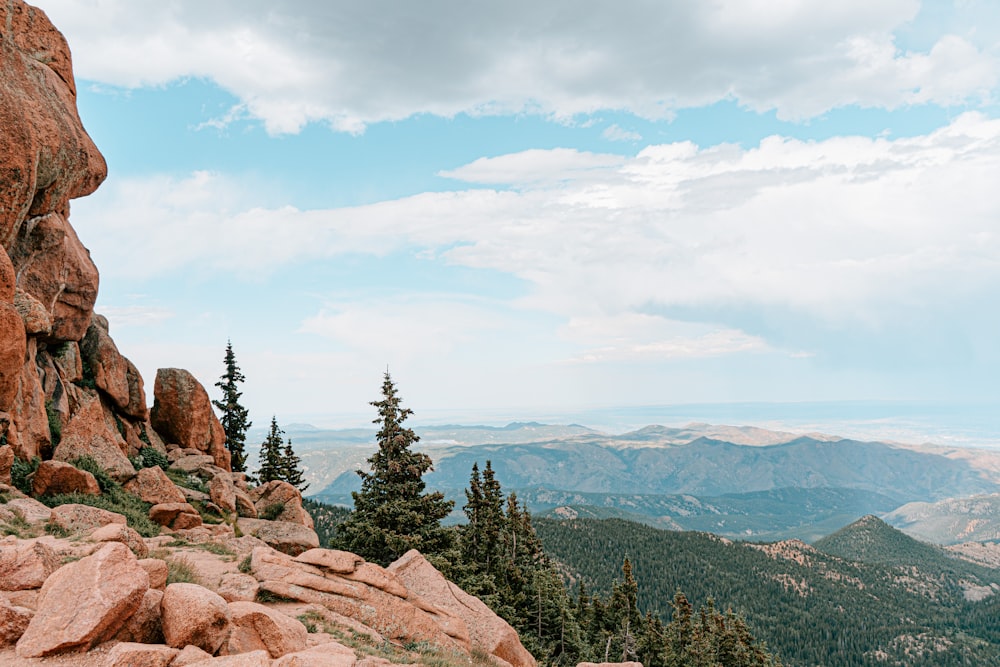 trees and mountain