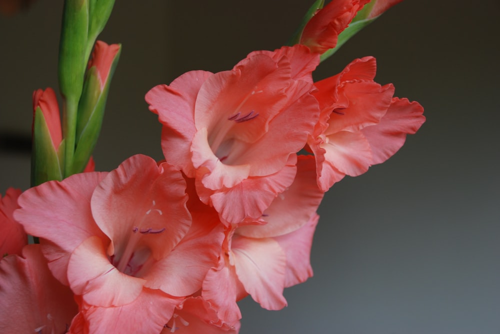 pink flowers macro photography