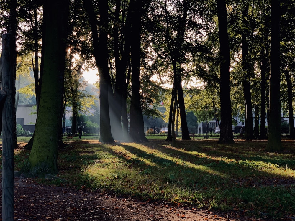 forest trees with sunlight passing through