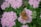 beige moth on pirple flowers