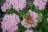 beige moth on pirple flowers