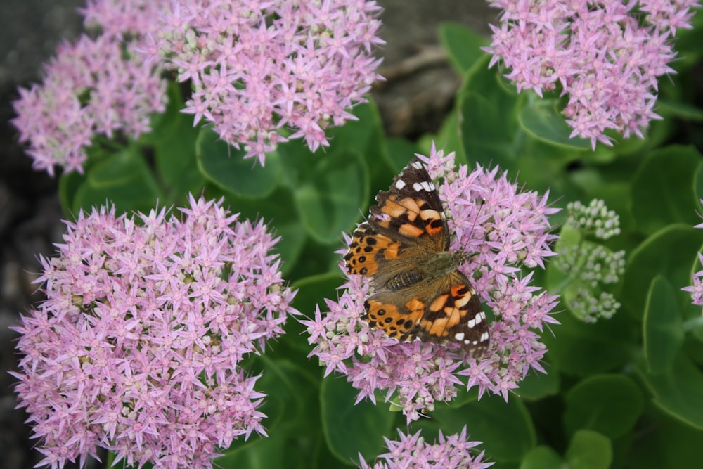 beige moth on pirple flowers