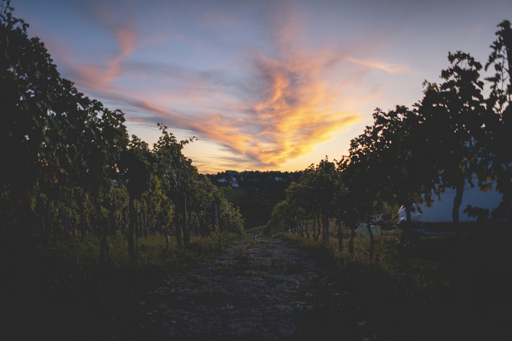 Sunset view through Vineyards of vienna