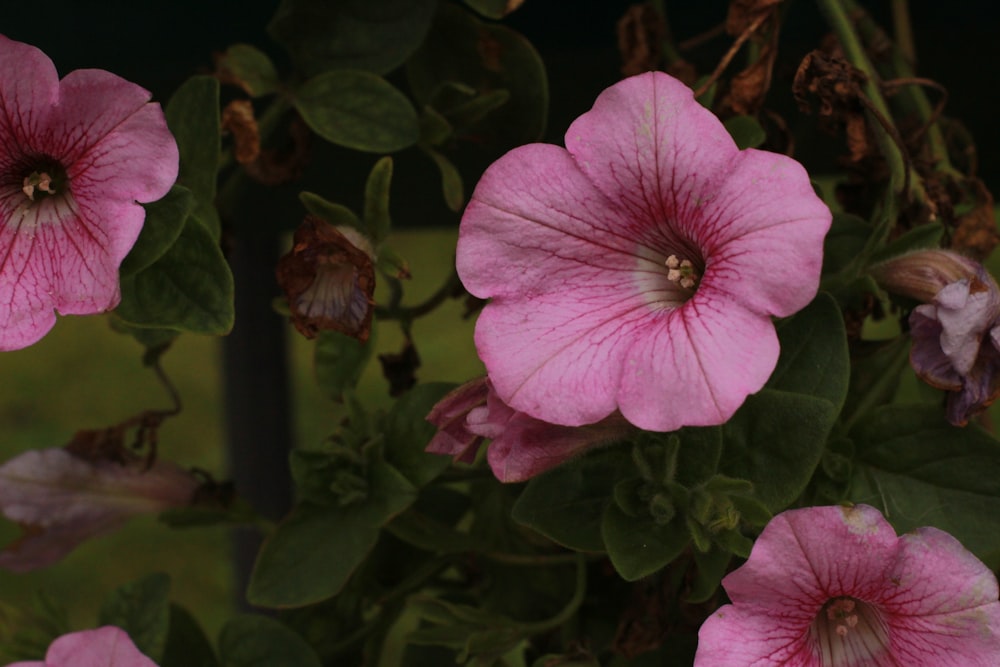 핑크 꽃잎 꽃의 클로즈업 사진