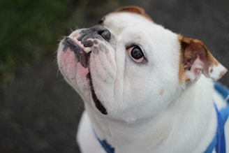 A close-up of a white bulldog looking up with a curious expression. The fur is primarily white with some brown patches, especially near the ears. The dog's prominent underbite and wrinkles add character to its face.