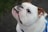 A close-up of a white bulldog looking up with a curious expression. The fur is primarily white with some brown patches, especially near the ears. The dog's prominent underbite and wrinkles add character to its face.