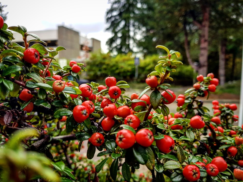 round red fruits